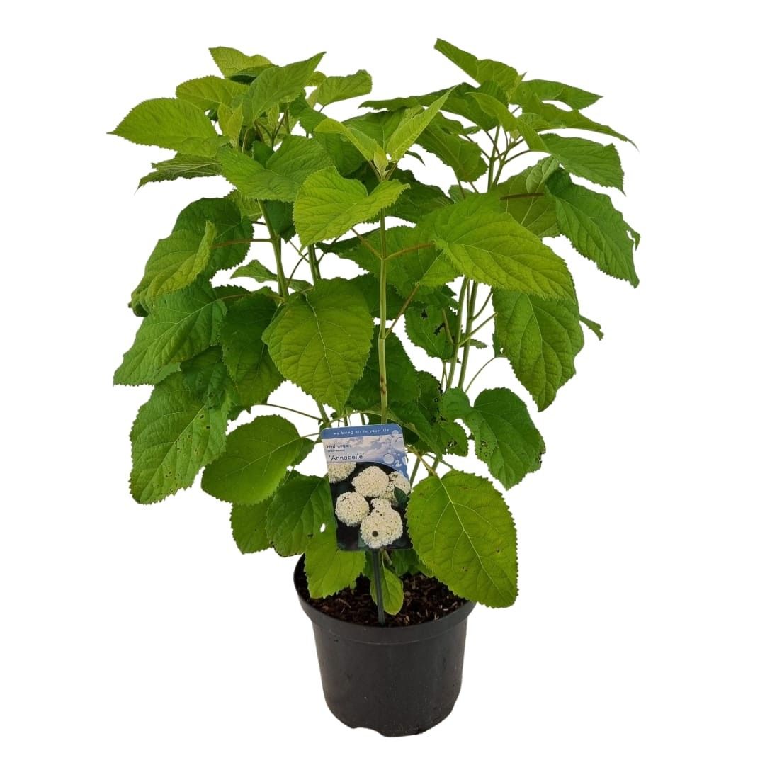 Hydrangea arb. Annabelle, D 23 cm