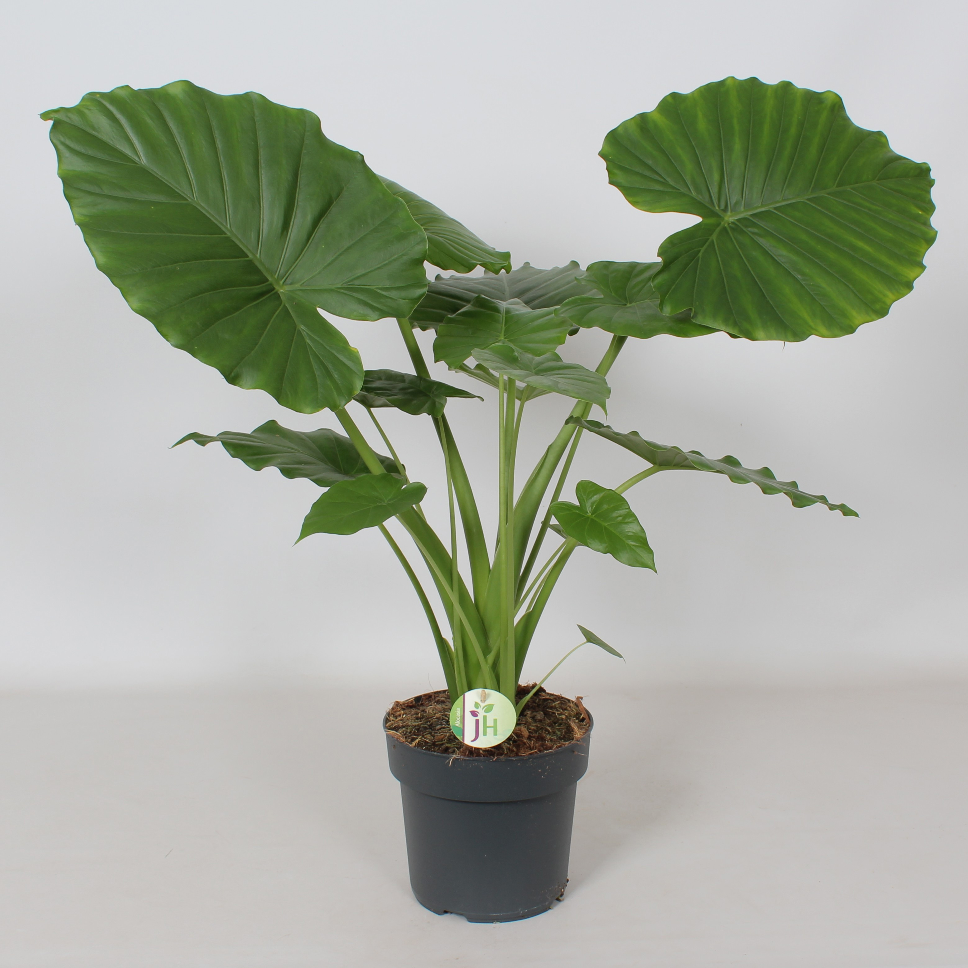 Alocasia Gageana 'California', D 21