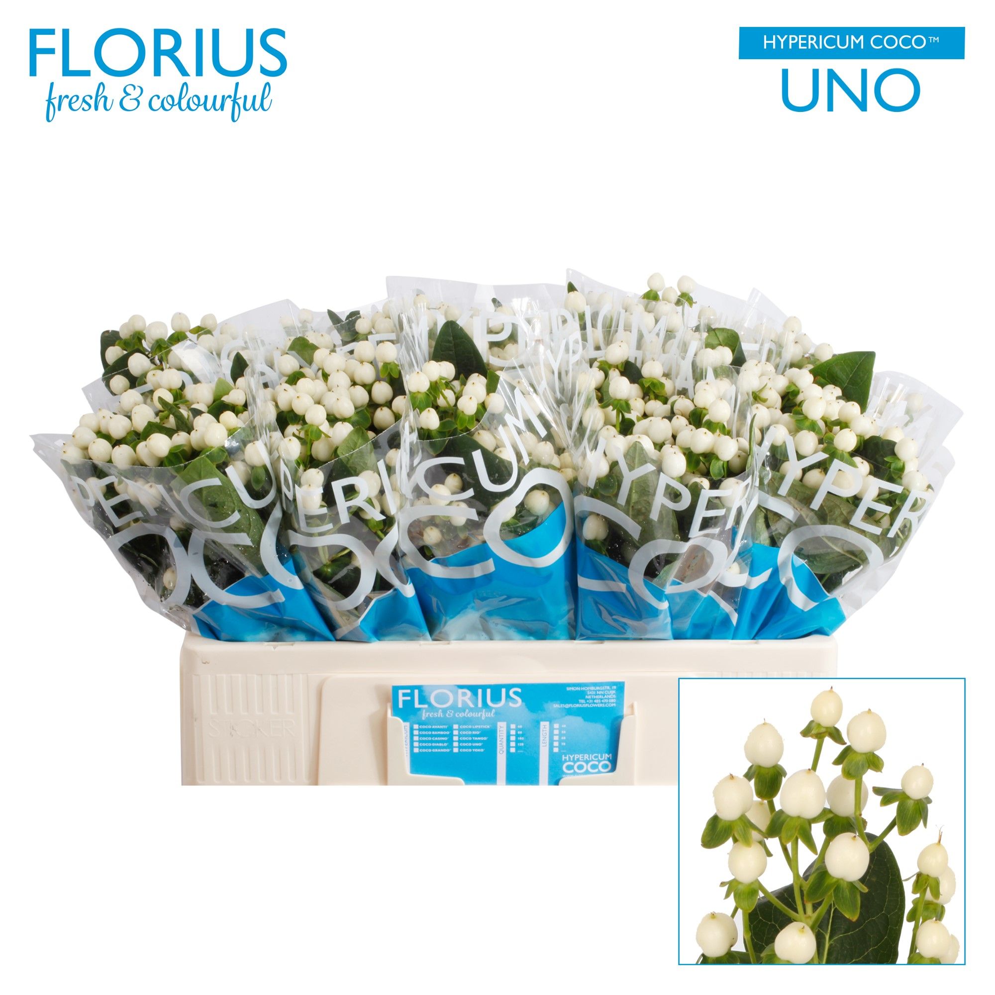 Гипперикум Коко Уно 50 (бел.), шт. Гипперикум Коко Уно 50 (бел.), шт.