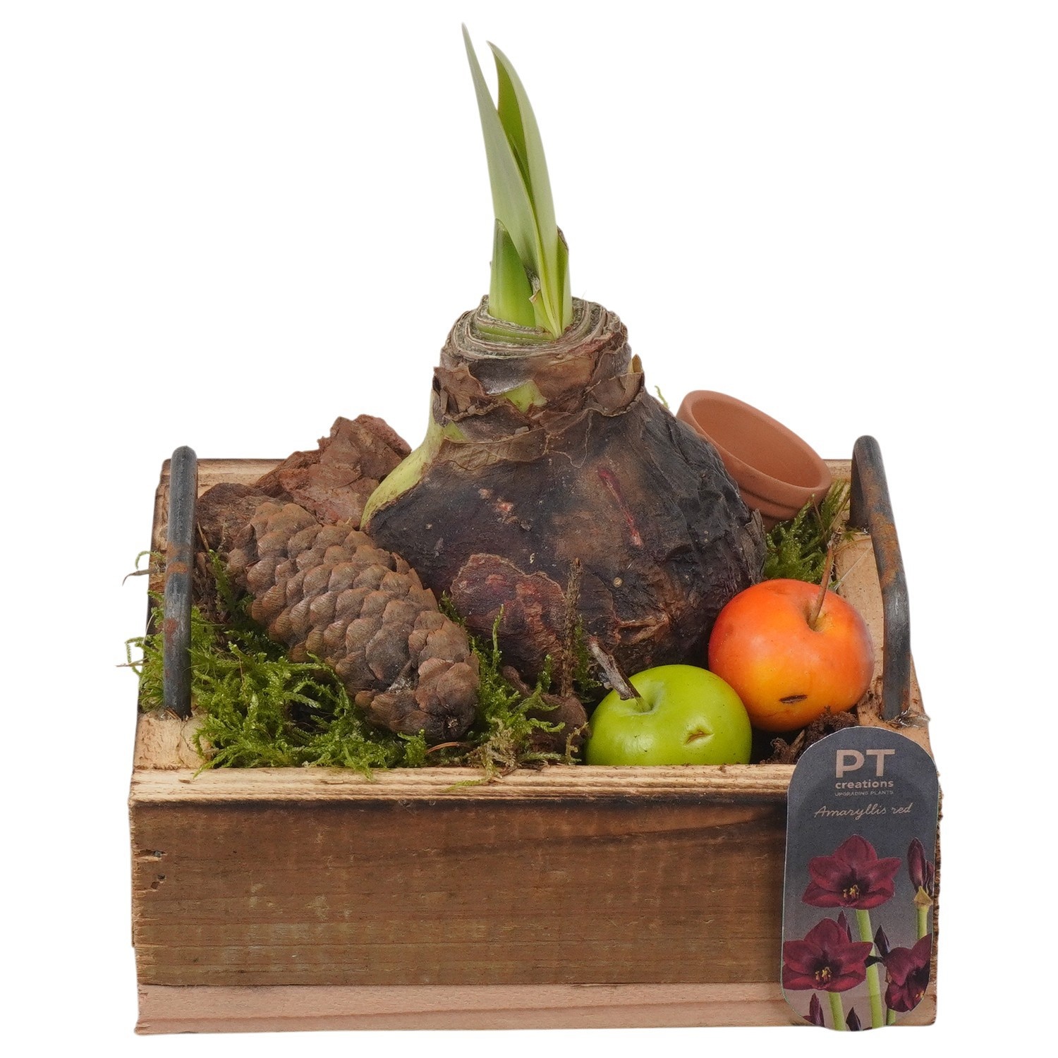 PTAA8846 Arrangement Amaryllis in houten plateau, D 15