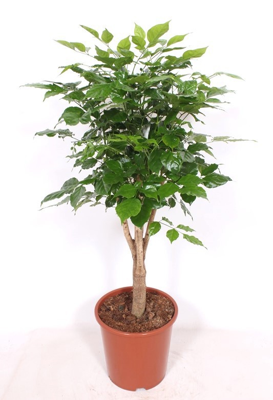 Radermachera hainanensis, D 27 cm Radermachera hainanensis, D 27 cm