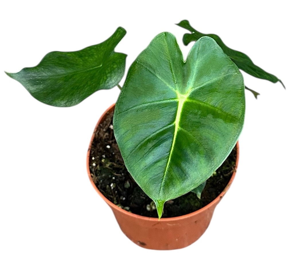 Alocasia Meclizine, D 10,5 cm