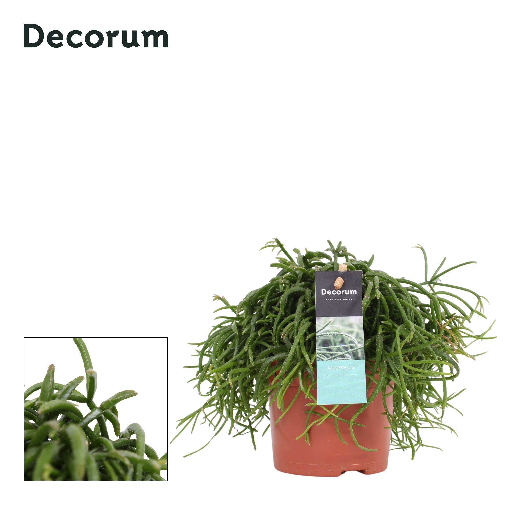 Rhipsalis bacci. Oasis 10,5 cm Decorum, D 10,5