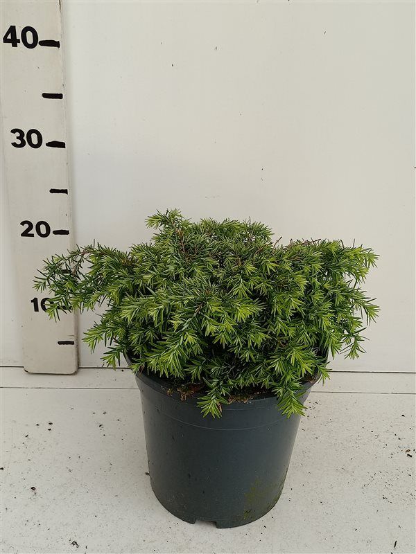 Tsuga can. 'Nana', D 19 cm