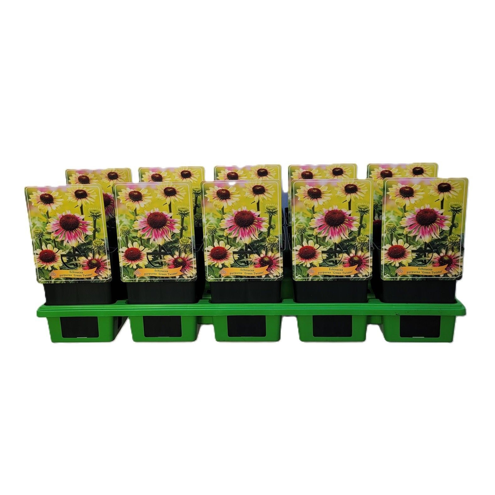 Echinacea Purpurea 'Green Twister' P11, D 11