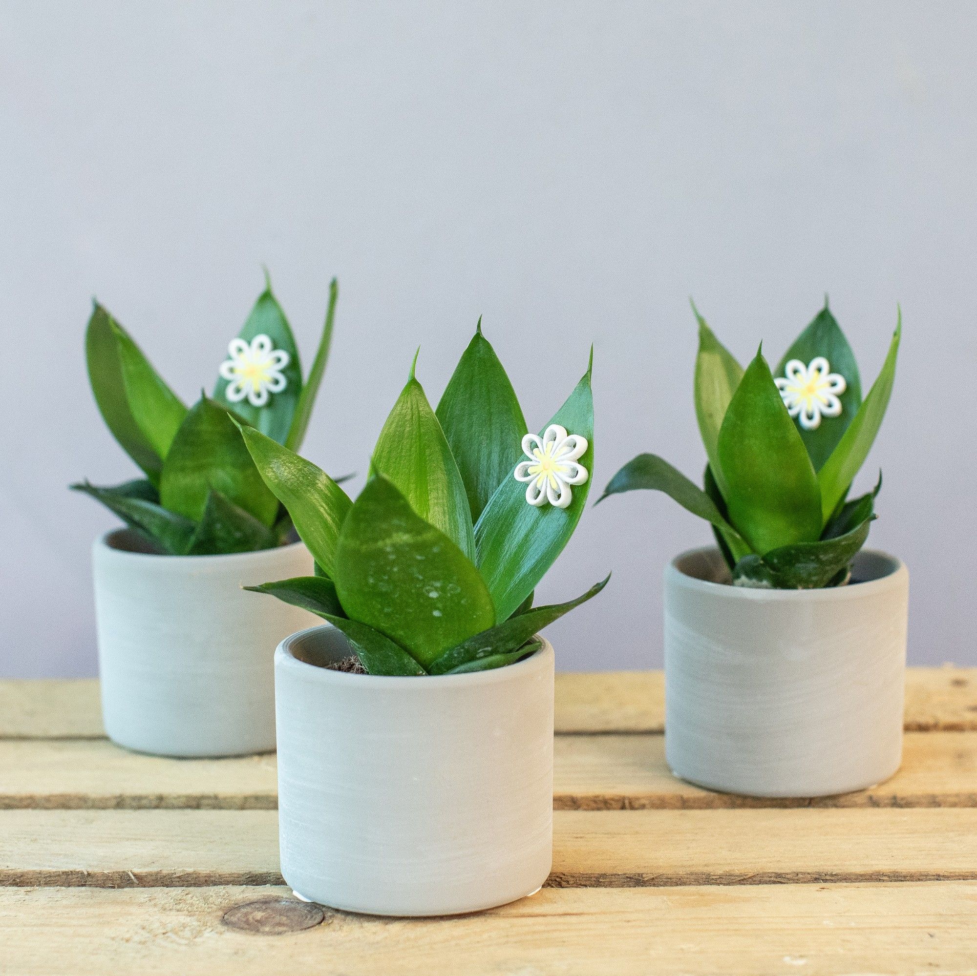 Daisy Creations 6 cm, D 7