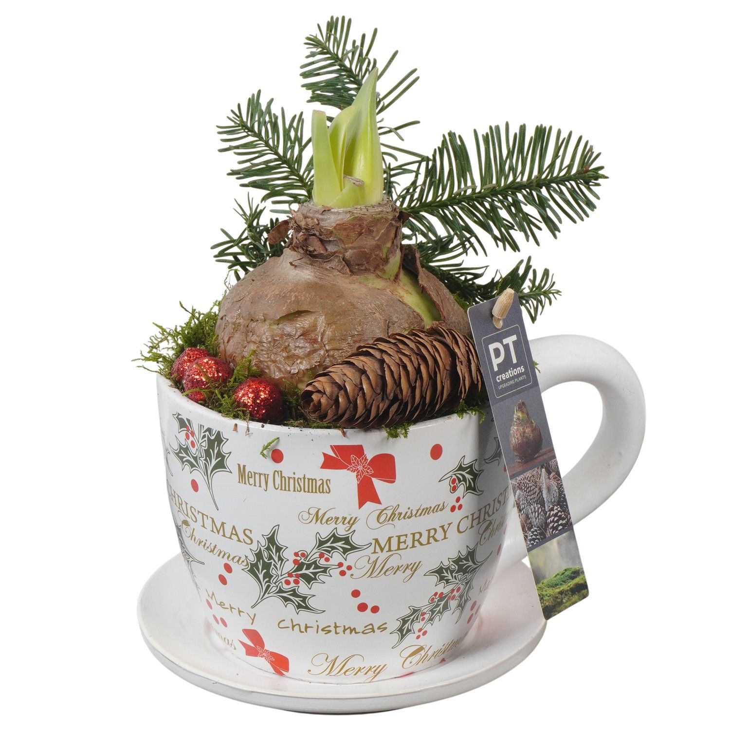 PTACH5813 Arrangement Amaryllis Christmas in keramiek pot, D 15 cm PTACH5813 Arrangement Amaryllis Christmas in keramiek pot, D 15 cm