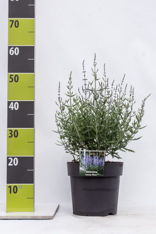 Perovskia atriplicifolia 'Lacey Blue' (R) C 4,6, D 23 cm