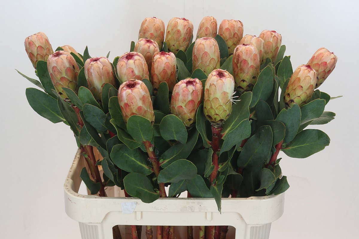 Протея Грандиколор 80, шт.