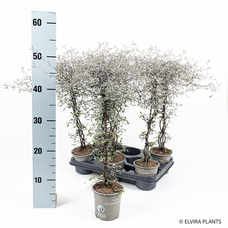 COROKIA COTONEASTER, D 11 cm