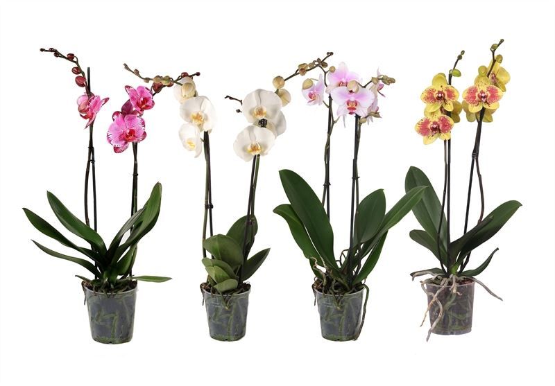 Phal mix 2T10+ ( 4 lg/dc ), D 12