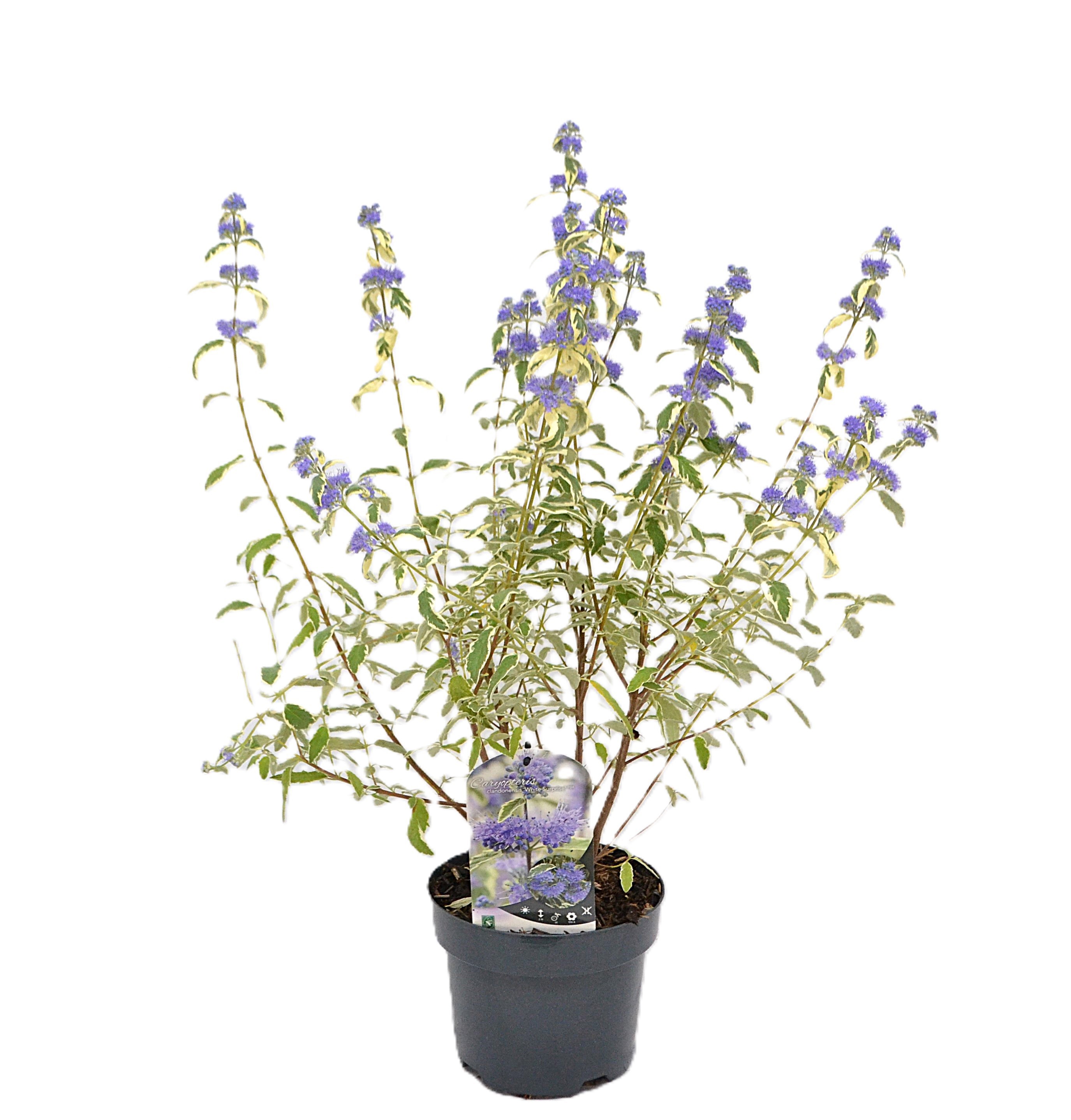 Caryopteris cland. White Surprise C3, D 19