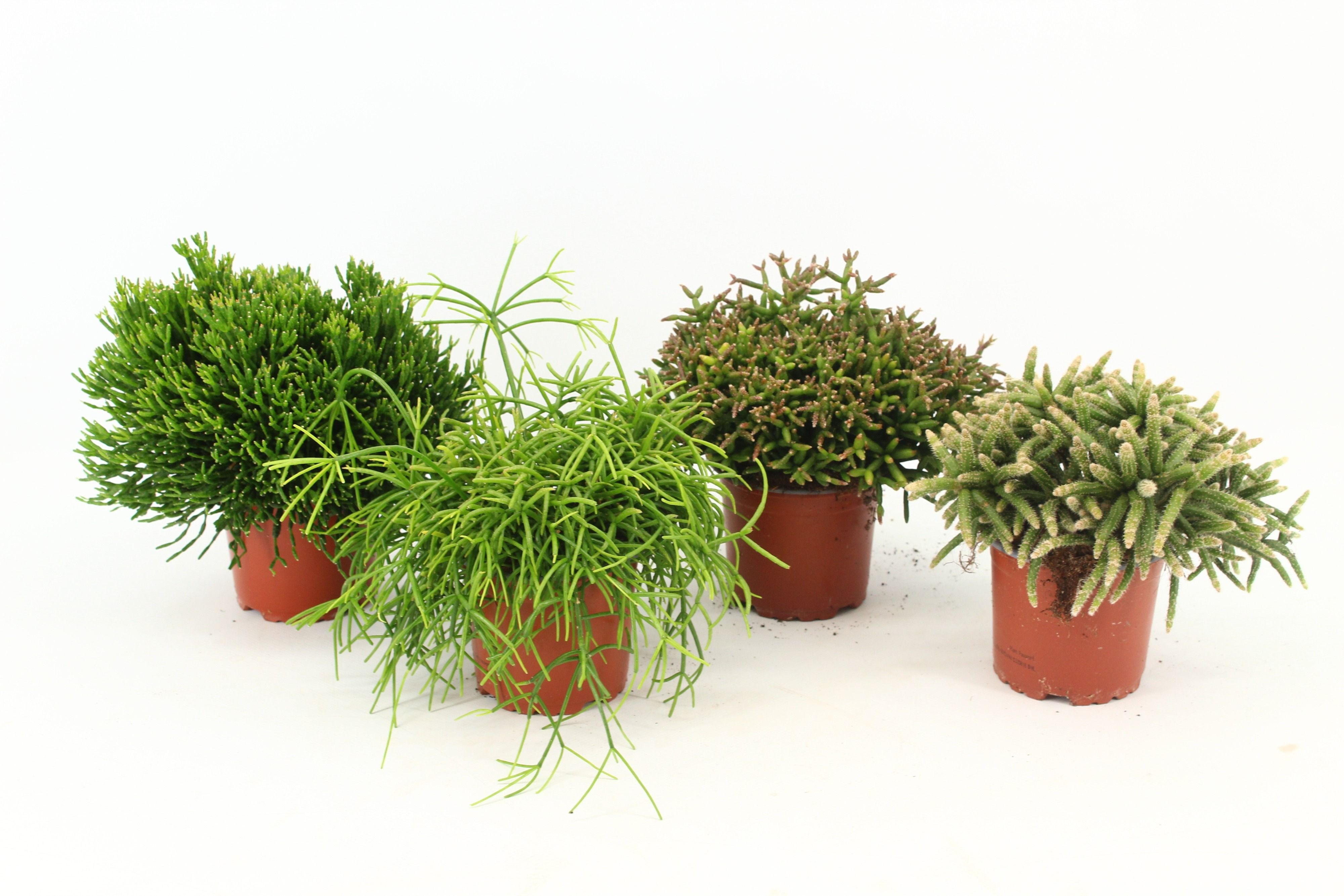 Rhipsalis gemengd P10,5 zonder kwekersetiket, D 10,5