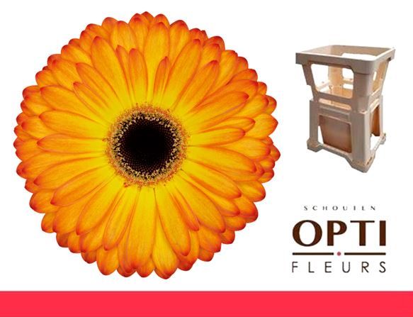 Гербера Кэтвок, шт.