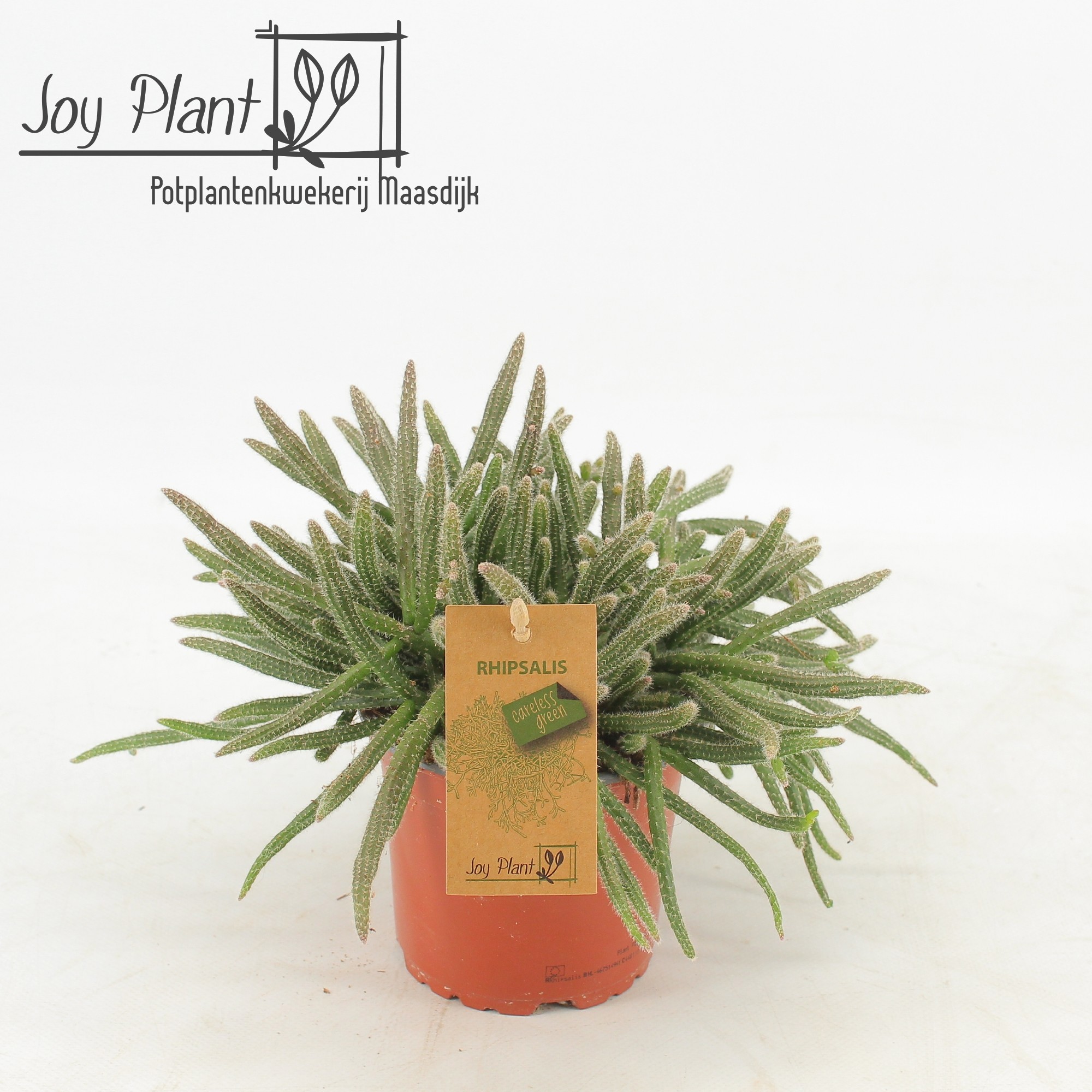 Rhipsalis Horrida p12, D 12