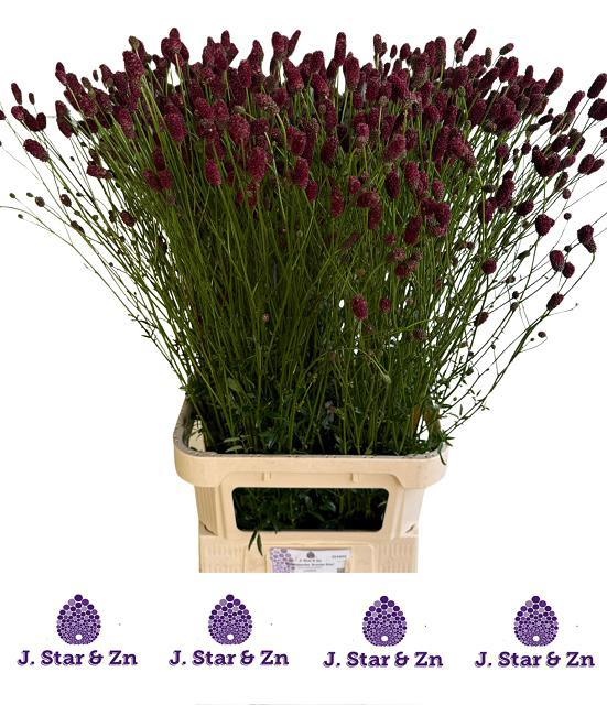 Сангисорба Оффициналис Скарлет Стар 100, шт.