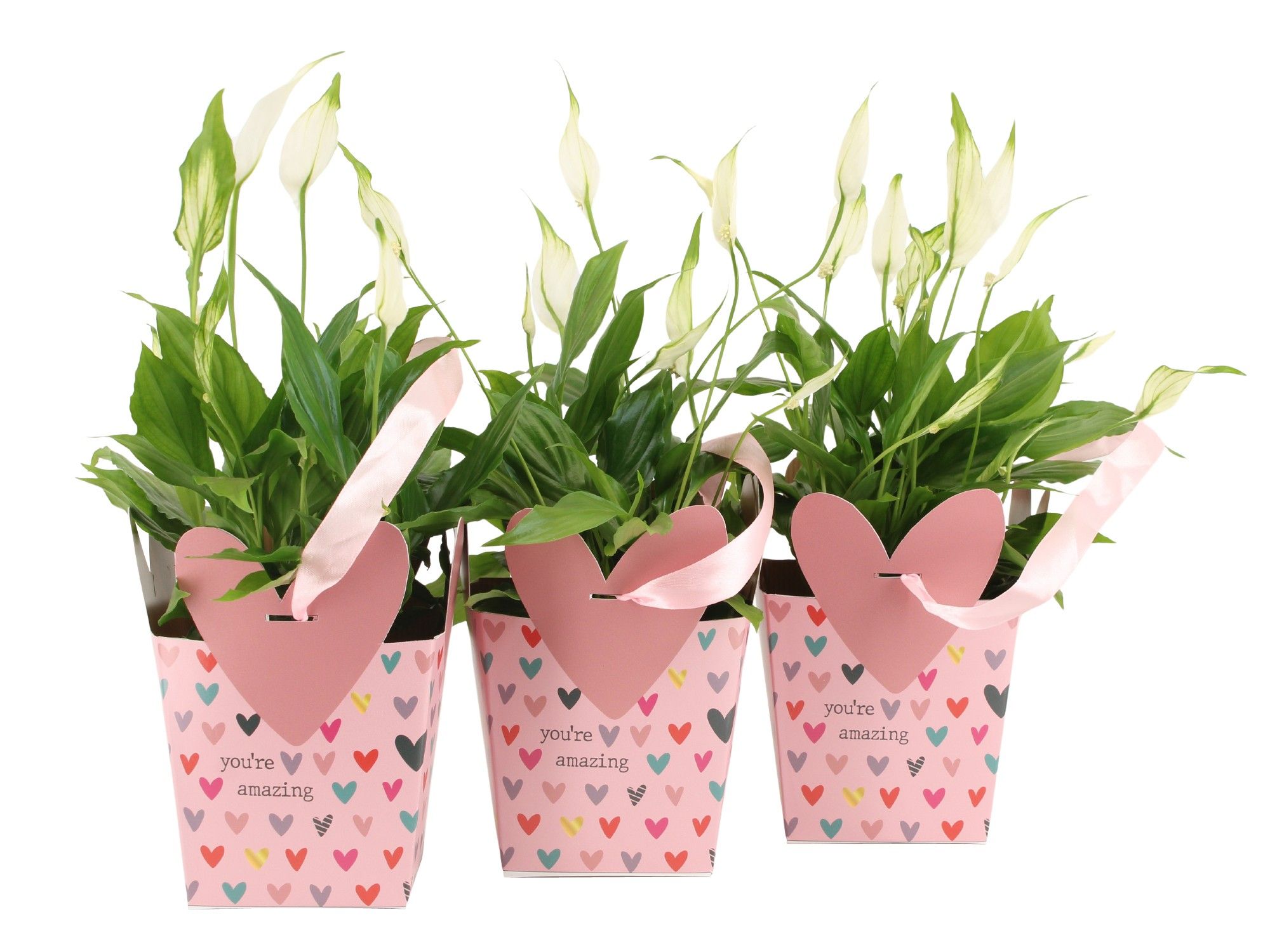 2501121: Solutionss Lovess, D 10,5