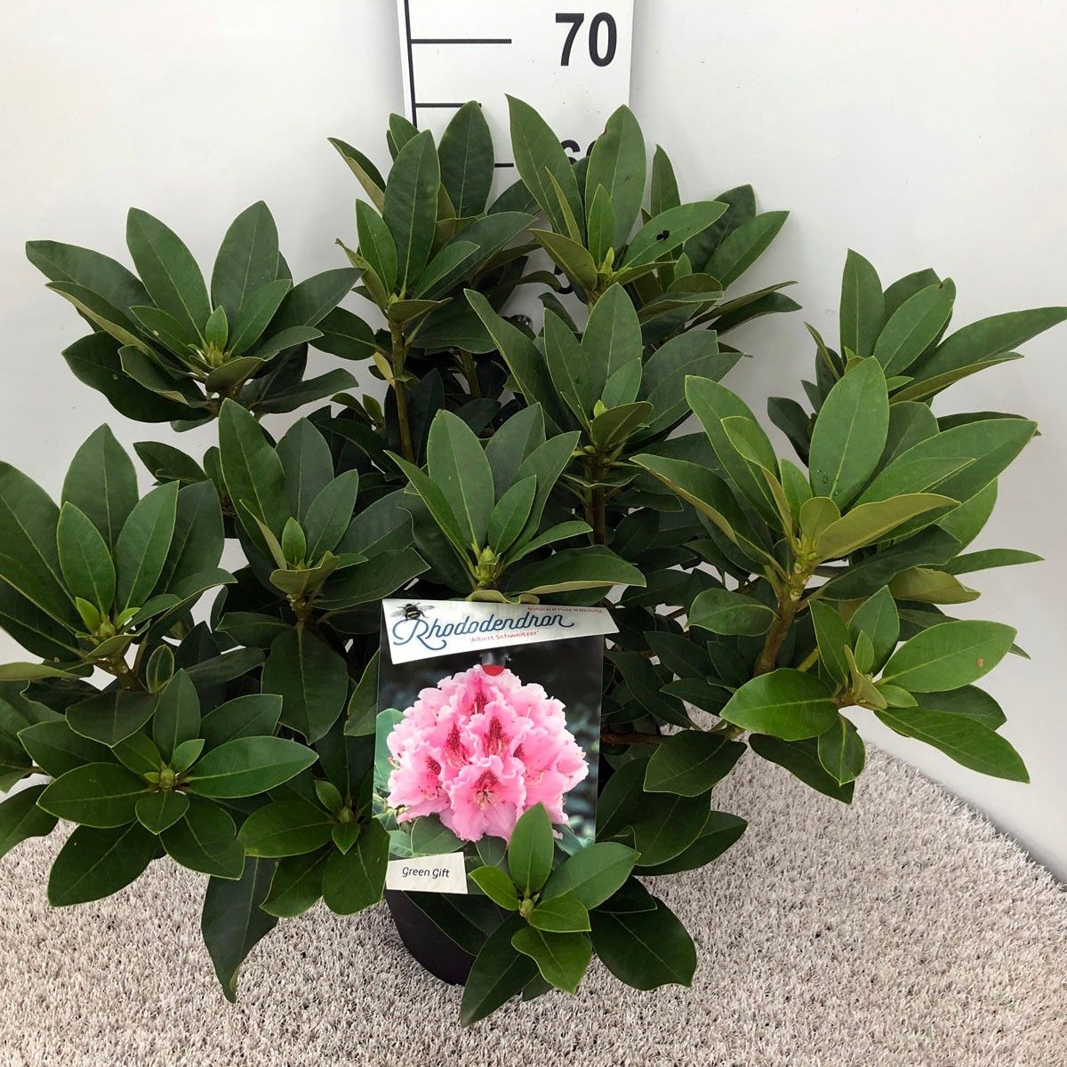 Rhodo. 'Albert Schweitzer' pink spot, D 29