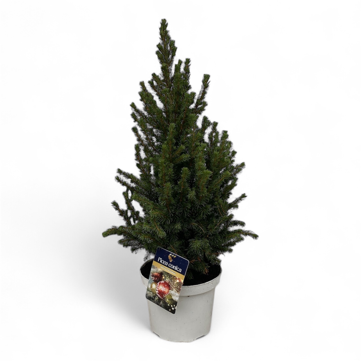 Picea gl. 'Conica' 40-50 cm Wit ( 50-60 cm ), D 19 cm