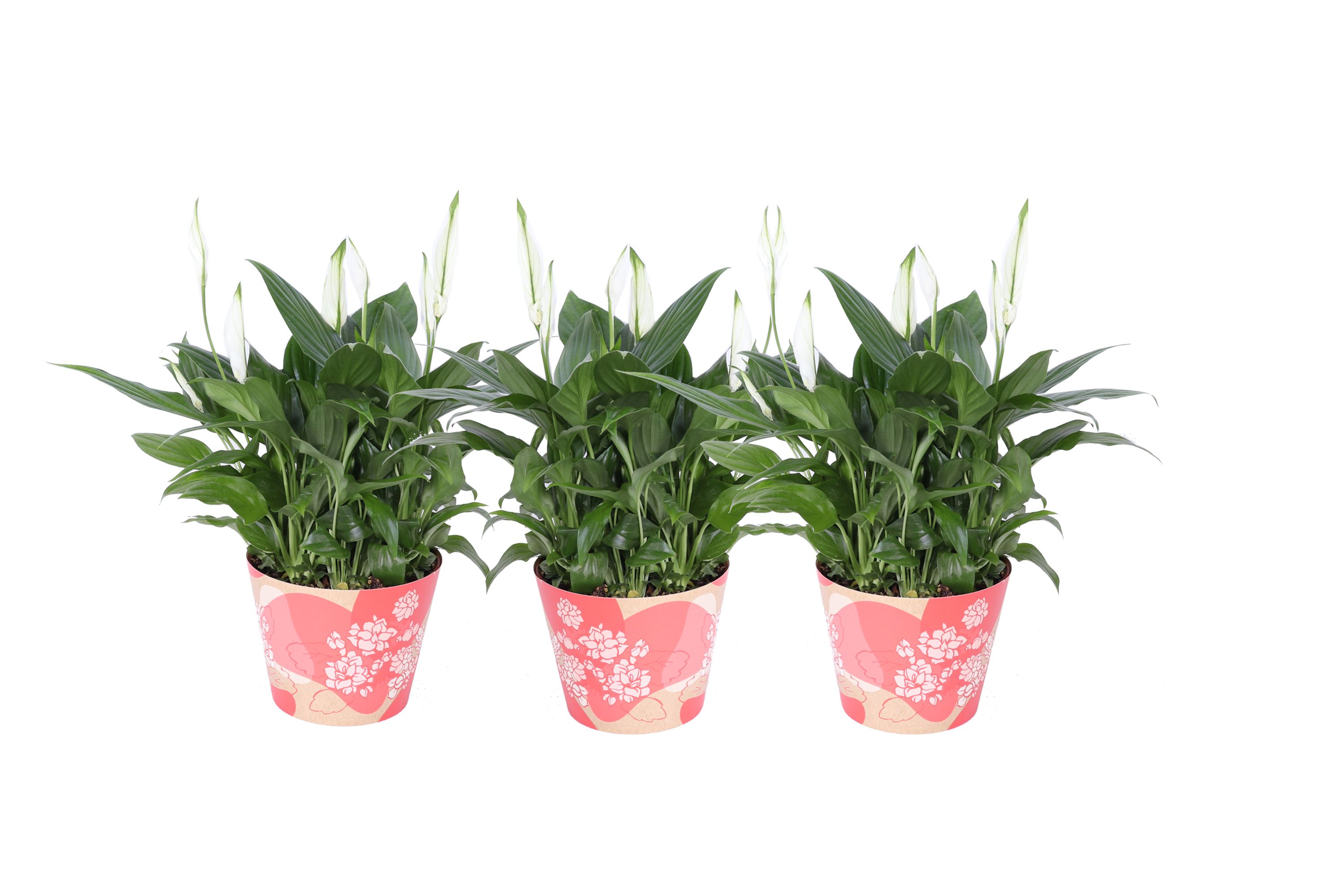 KP-849.6 RD - Spathiphyllum in waterdichte rode smartcup, D 15 cm KP-849.6 RD - Spathiphyllum in waterdichte rode smartcup, D 15 cm