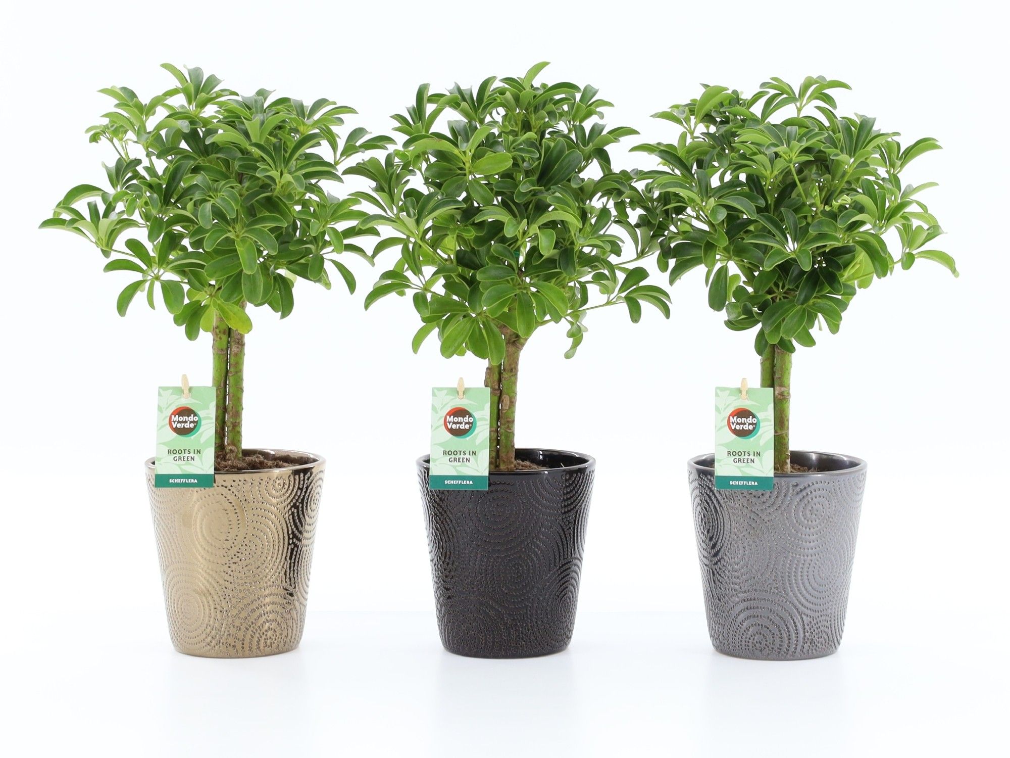 Schefflera Luseana in Infinity keramiek, D 13