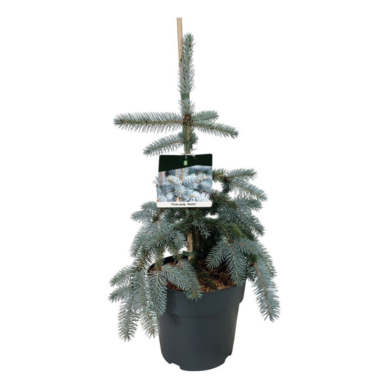 Picea pung. 'Koster', D 26 cm