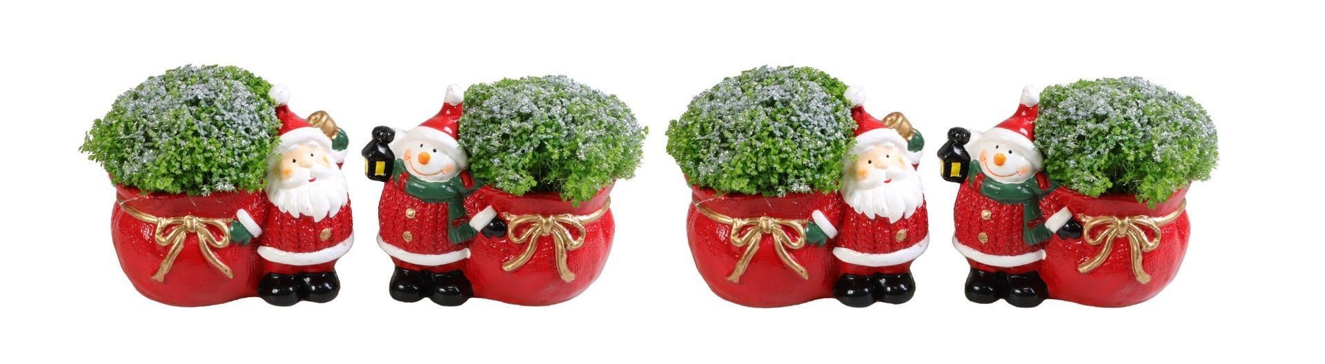 L 66246 With Apoda Selaginella + Silver glitter 6 cm, D 6