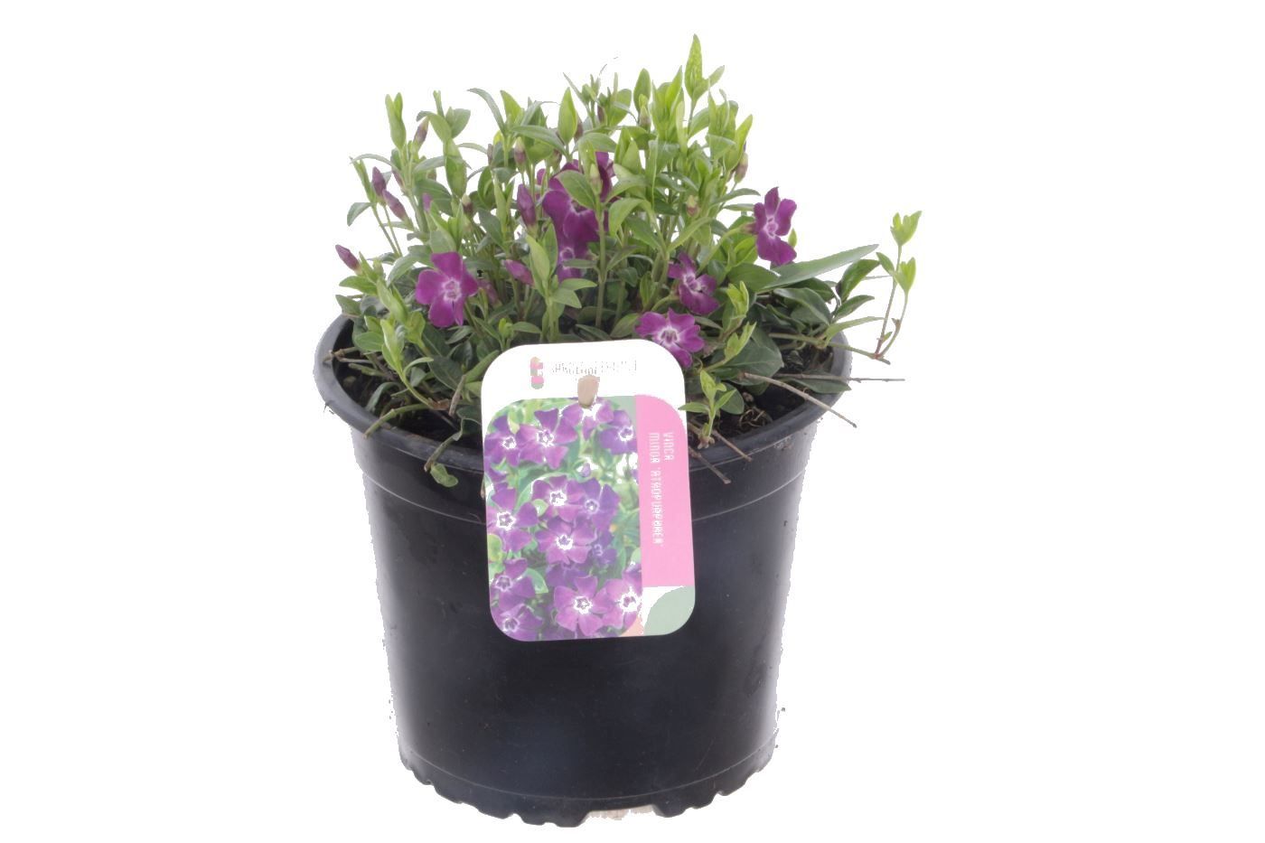 Vinca minor Atropurpurea, D 17