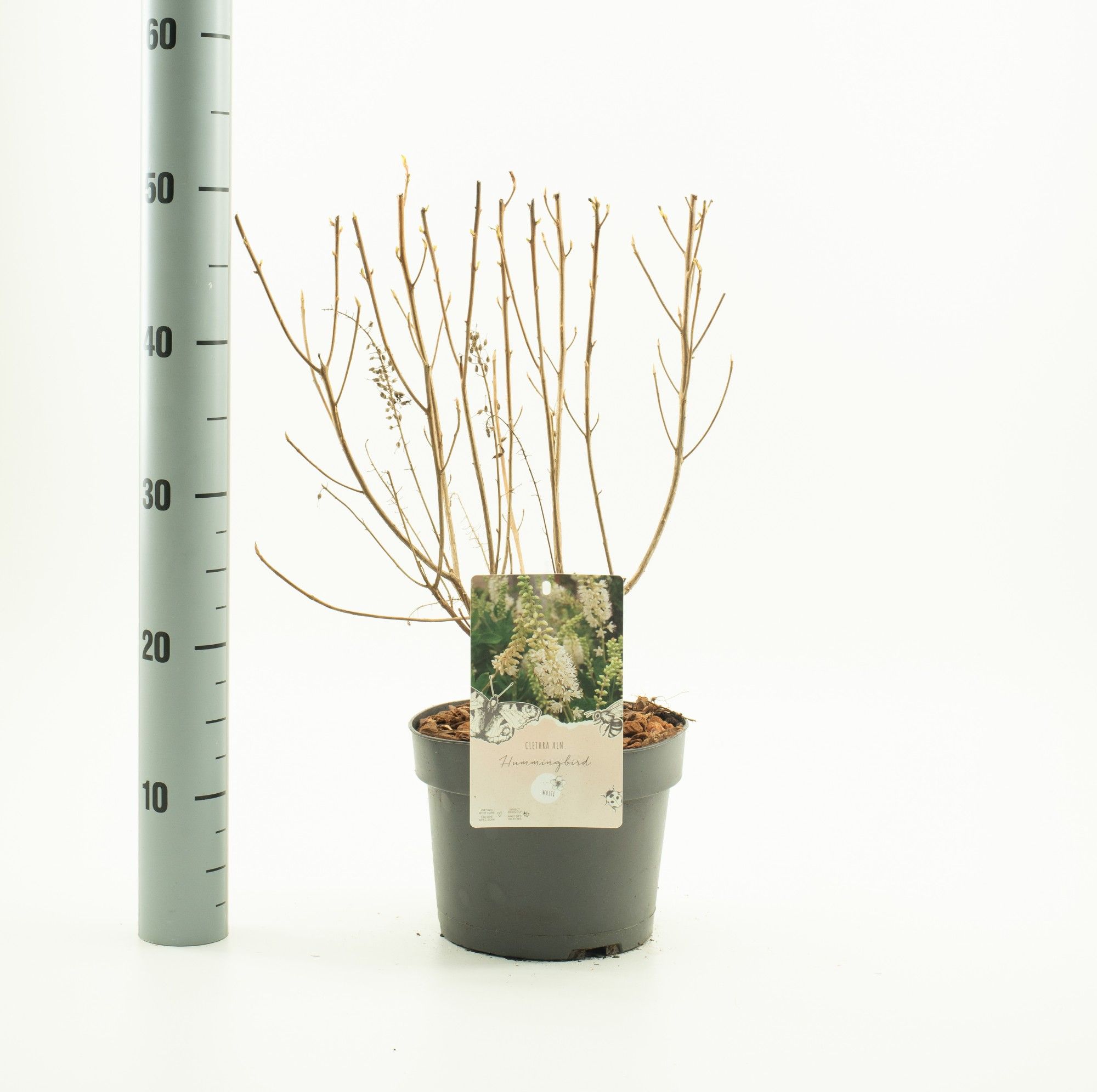 Clethra aln. 'Hummingbird', D 19