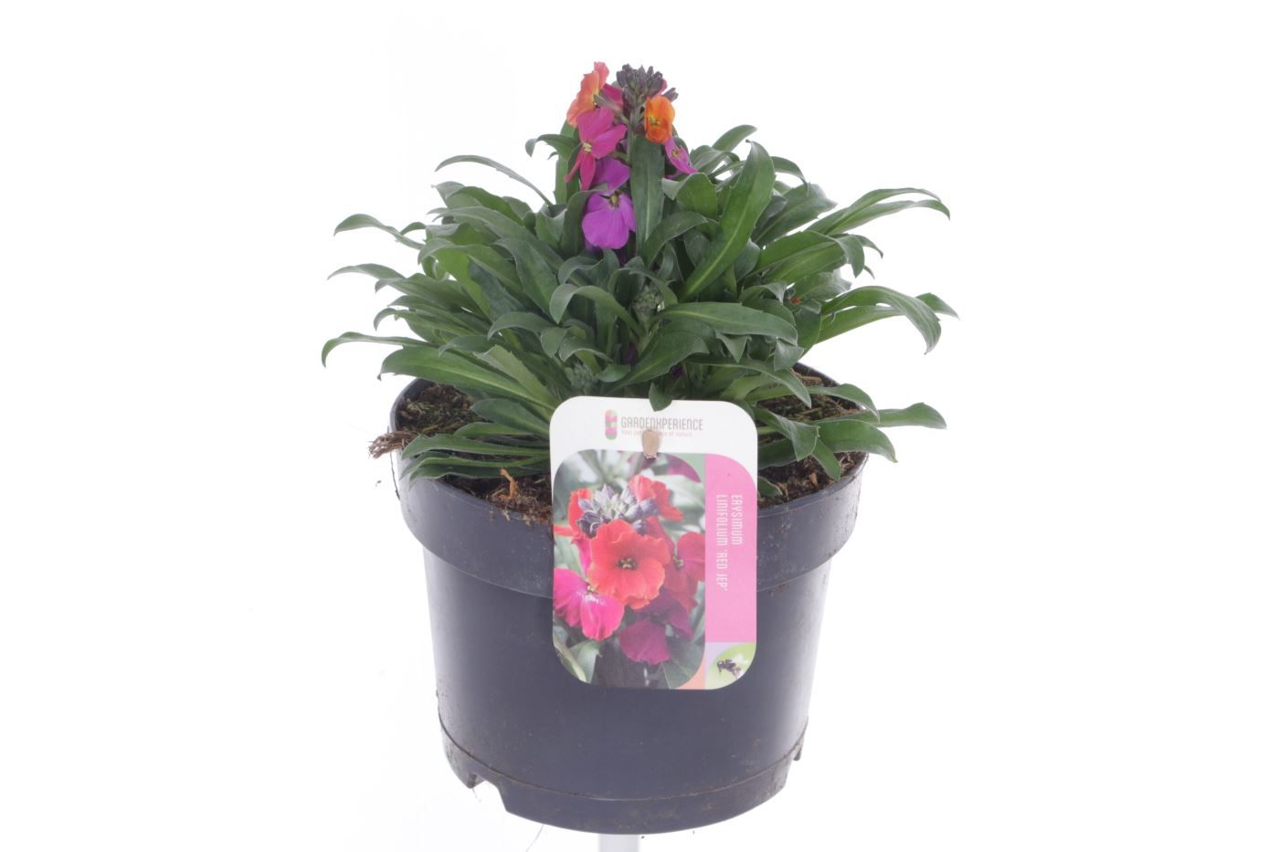 Erysimum Erysistible Magenta, D 17