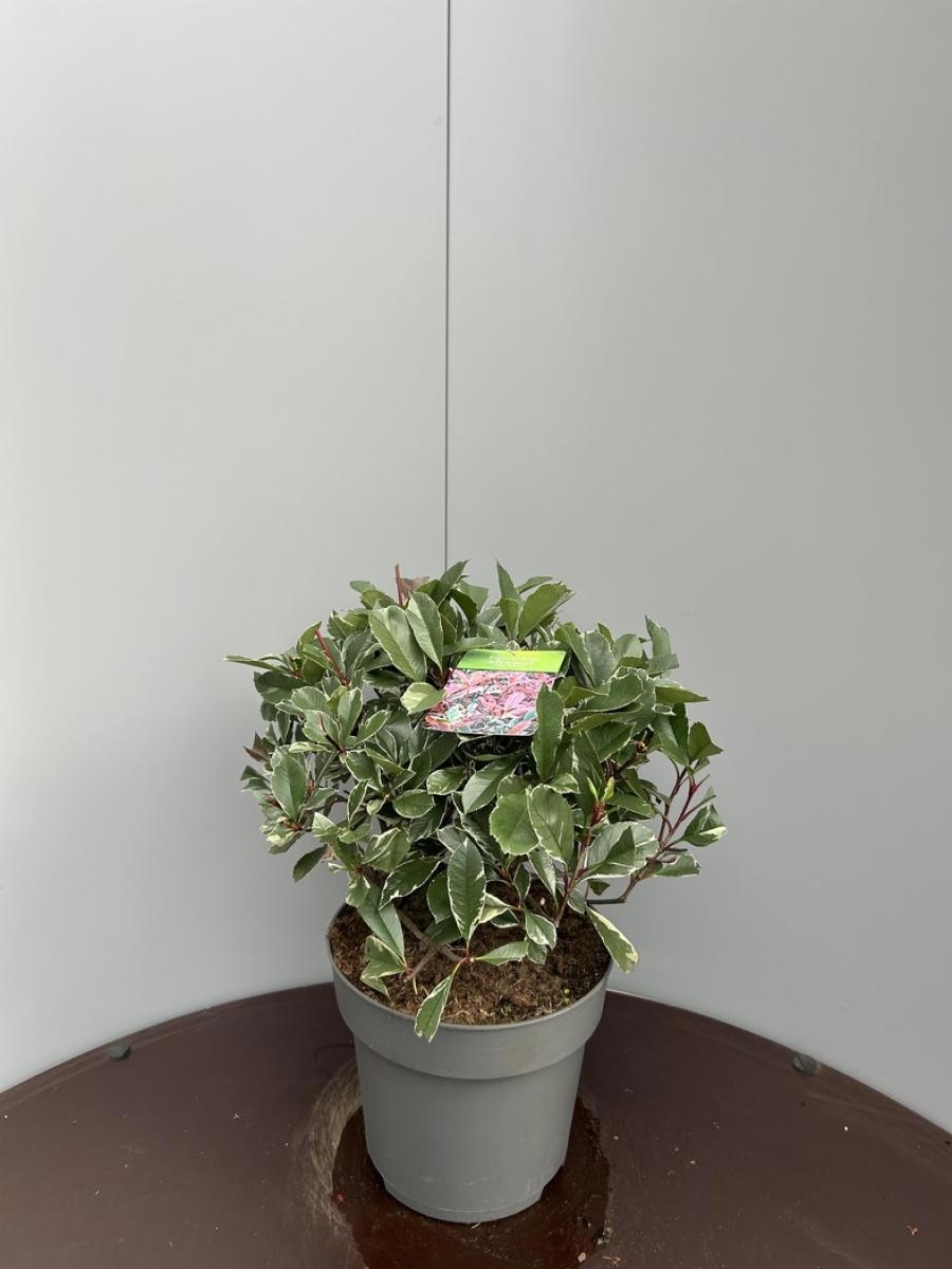 Photinia fraseri Pink Marble, bol, D 29 cm