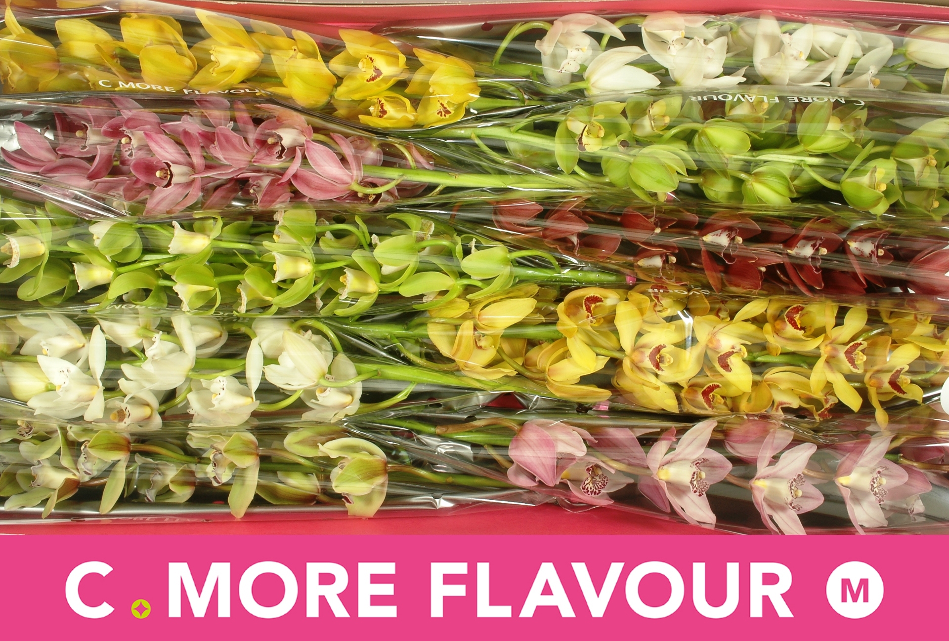 Цимбидиум мини Микс x10 60, шт.