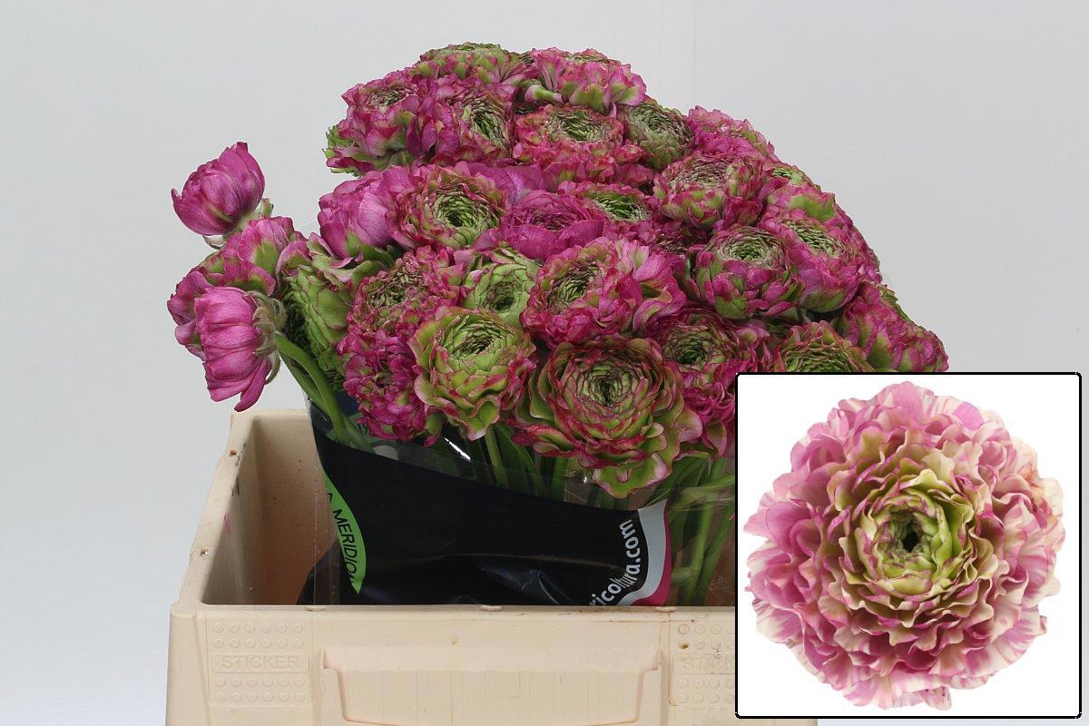 Ранункулус Овериг 40, шт.