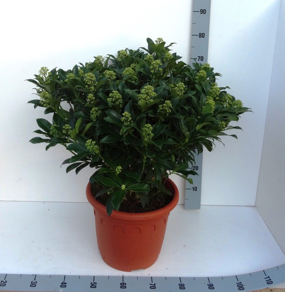 Skimmia japonica 'Fragrant Cloud', wit, D 35