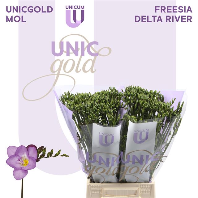 Фрезия од. Дельта Ривер 55, шт.