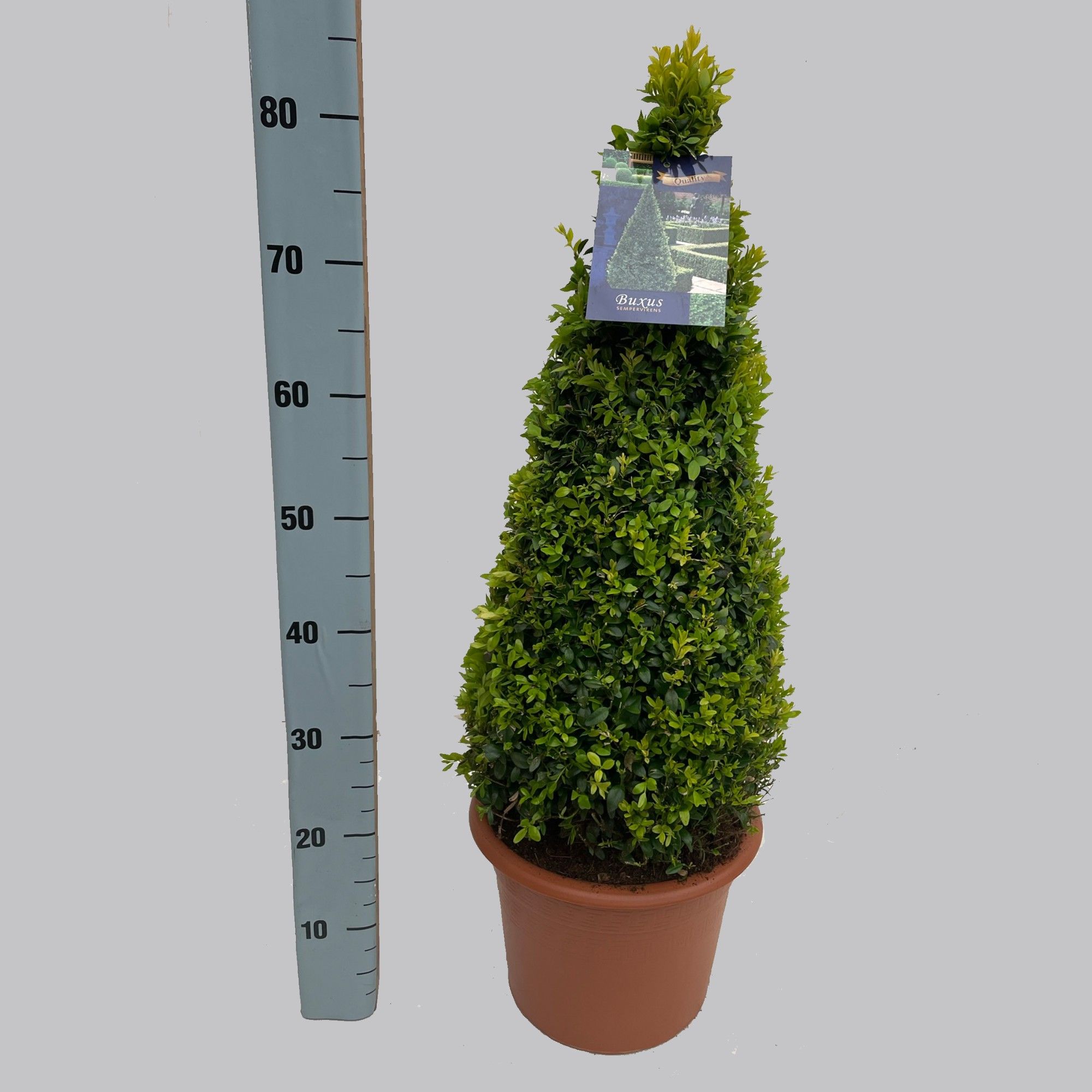 Buxus semp. pyr. 60 cm 26/TC7.5, D 26