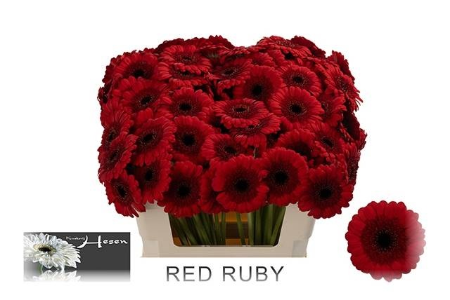 Гермини Рэд Руби, шт.