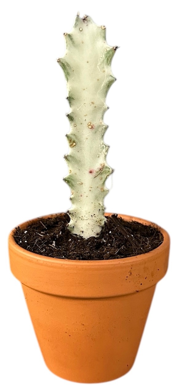 Euphorbia Lactea White Ghost, D 8 cm