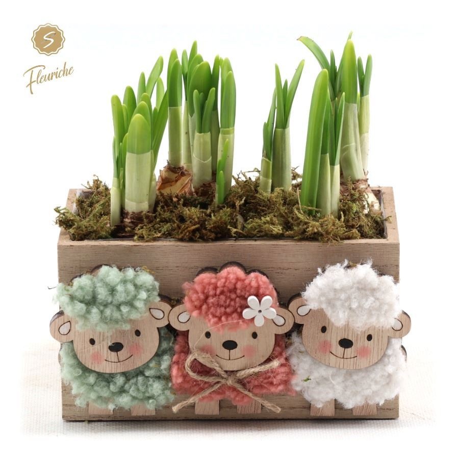 (2628) Narcissus Happy sheep [L] 2PP Mos, D 16