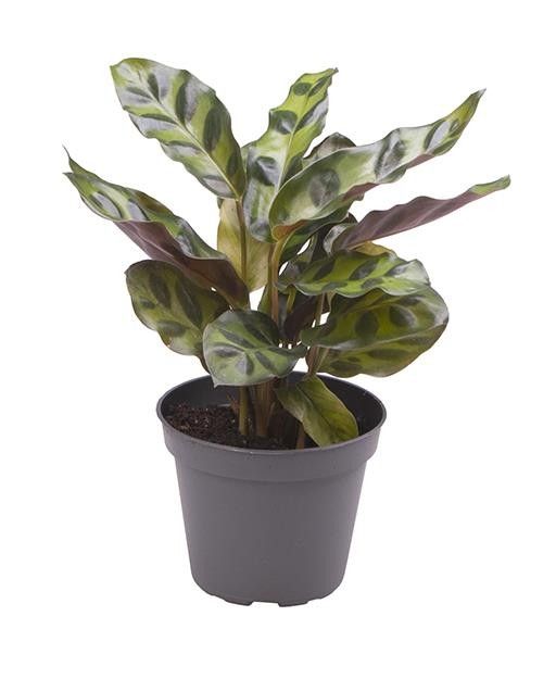 CALATHEA LANCIFOLIA 5916, D 6