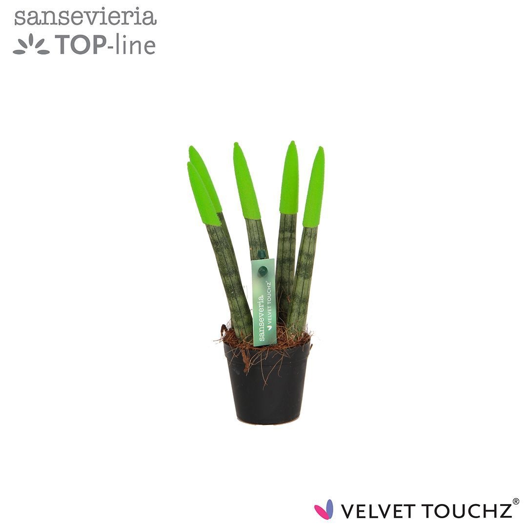 Sansevieria VELVET TOUCHZ® Groen, D 6