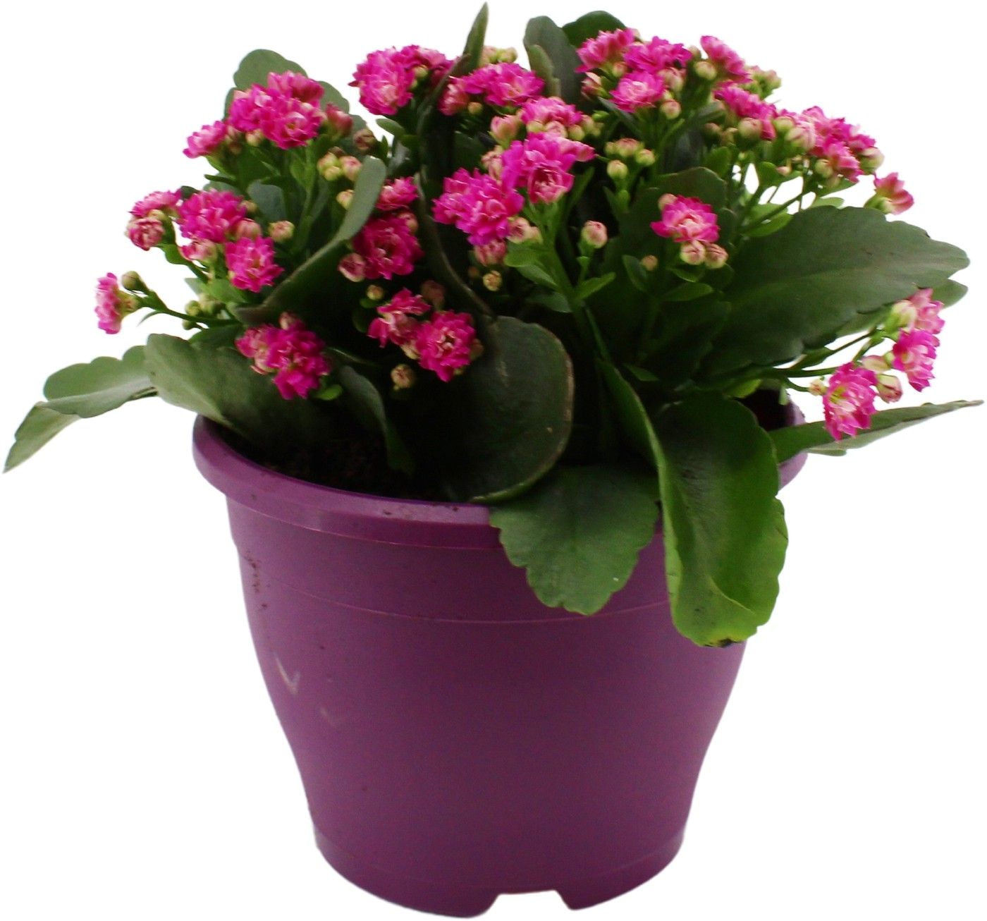 Hello Summer Kalanchoe Blossfeldiana in 19 cm Terras pot Paars, D 19 cm Hello Summer Kalanchoe Blossfeldiana in 19 cm Terras pot Paars, D 19 cm