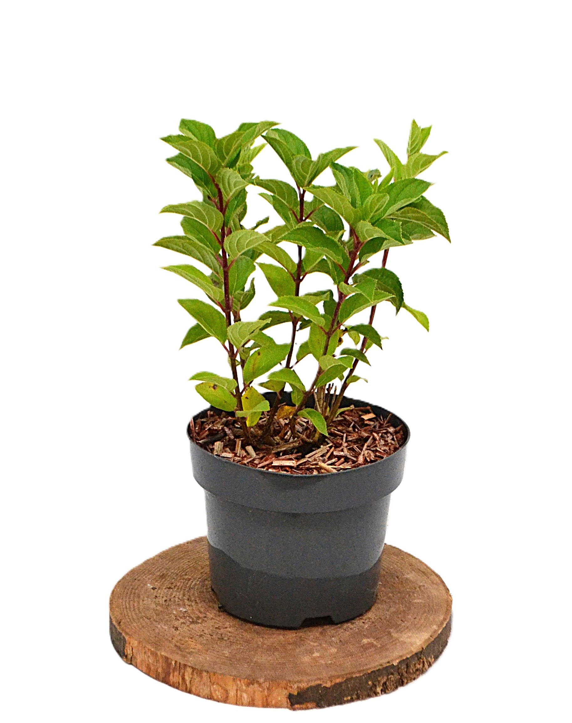 Hydrangea paniculata Hercules C3, D 19