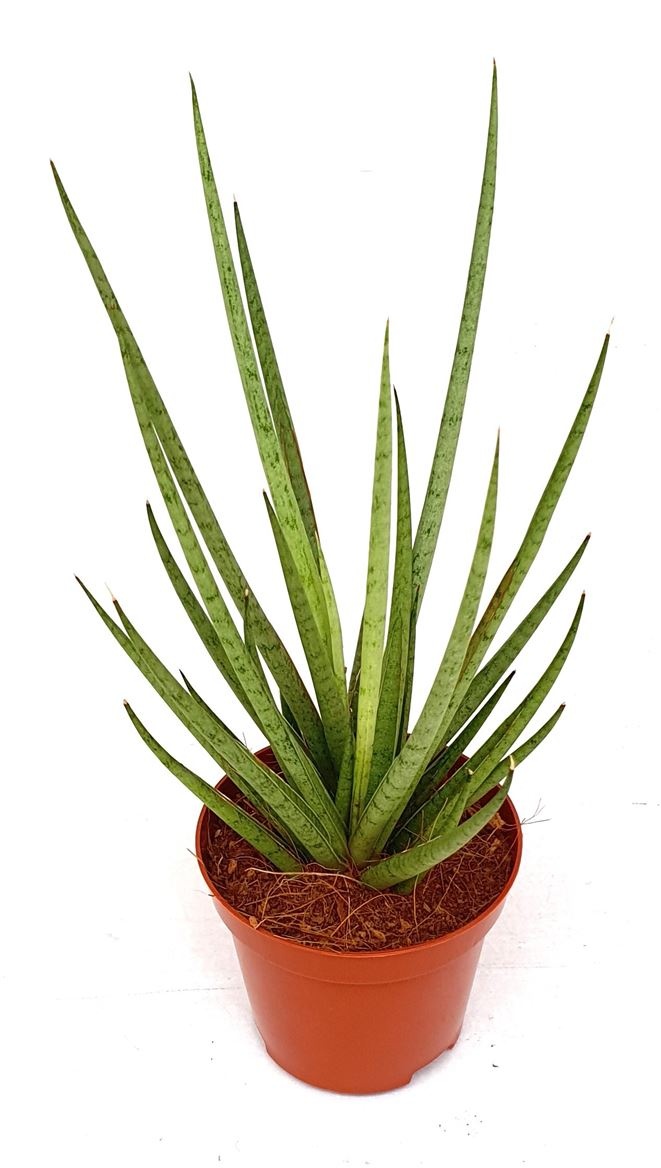 Sansevieria 'Mikado', D 9