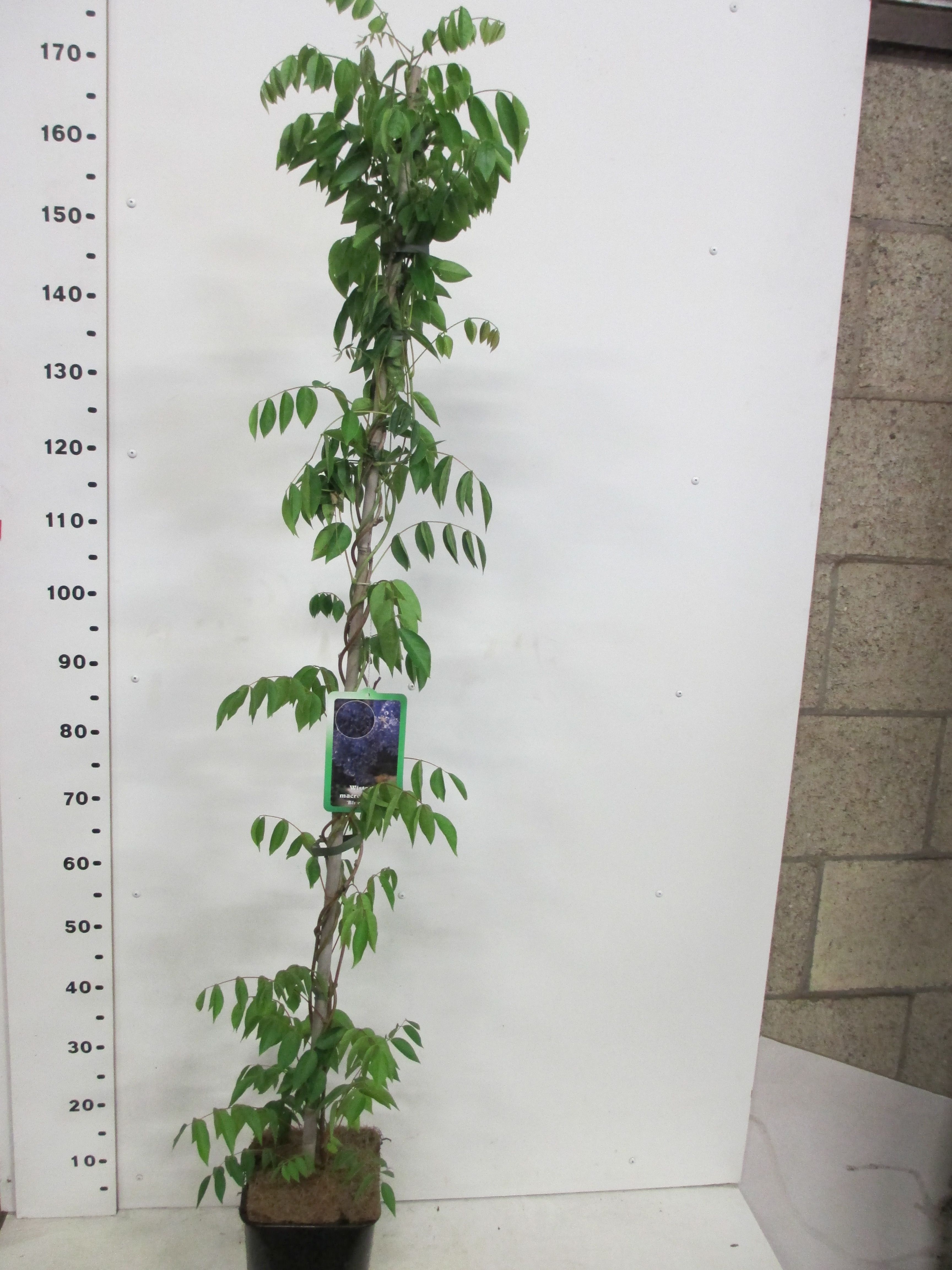 Wisteria m. Blue Moon 140 cm P19, D 19 cm