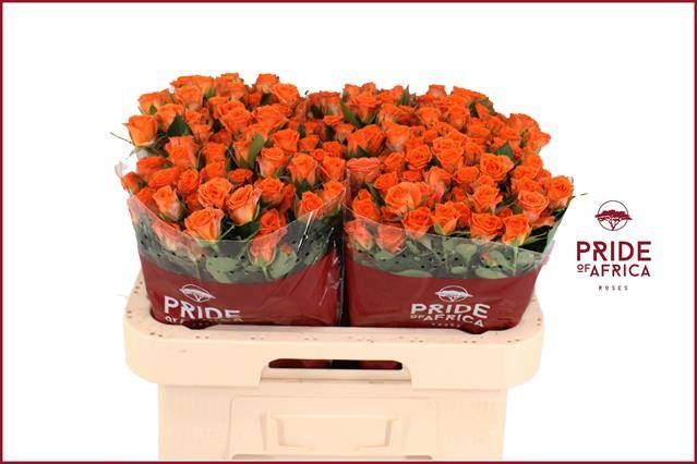 Роза куст. Пиканто 60, шт. Роза куст. Пиканто 60, шт.