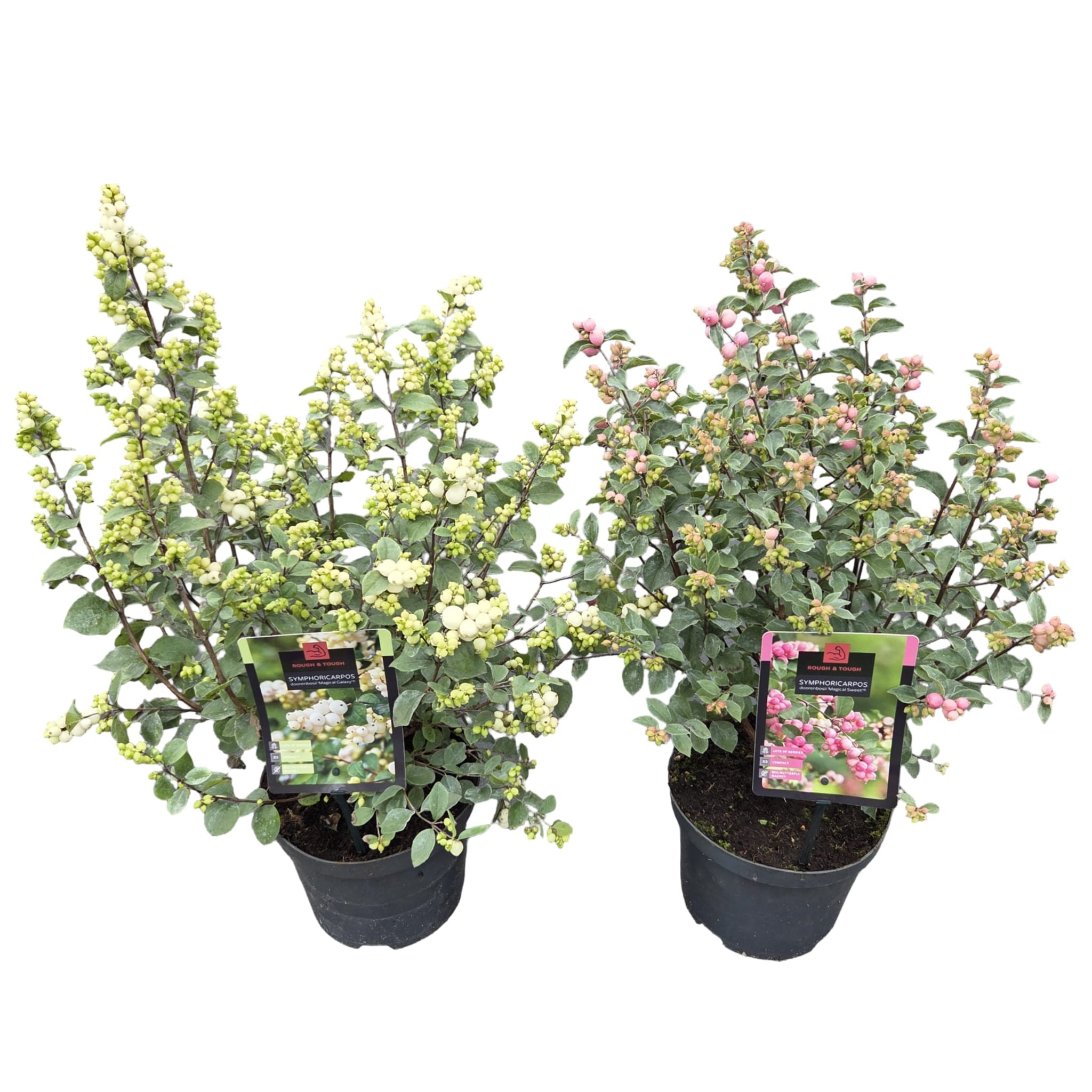 Symphoricarpos 'Magical Mix'®, D 19