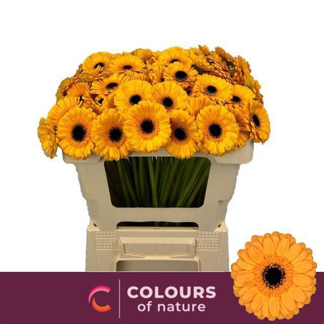 Гермини Твити, шт.