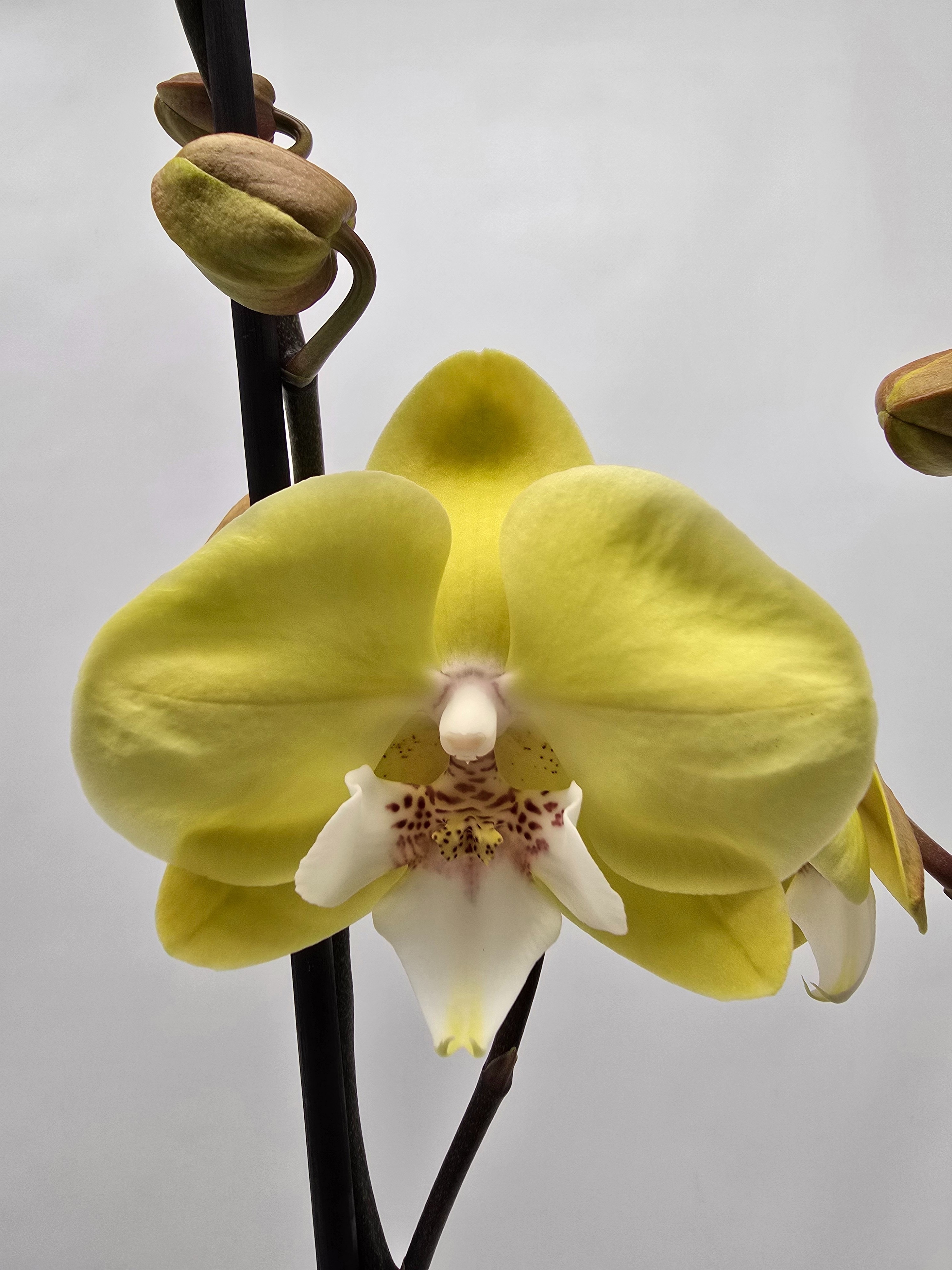 Limited 17 week 5, D 12