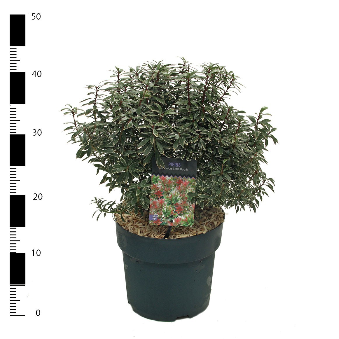 Pieris jap. 'Little Heath', D 23